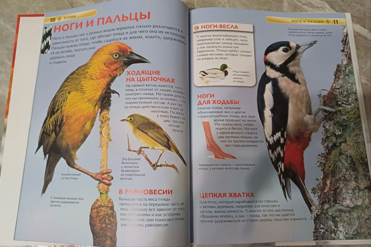 Детские энциклопедии Росмэн "Горы и минералы". "Птицы" с 6 лет